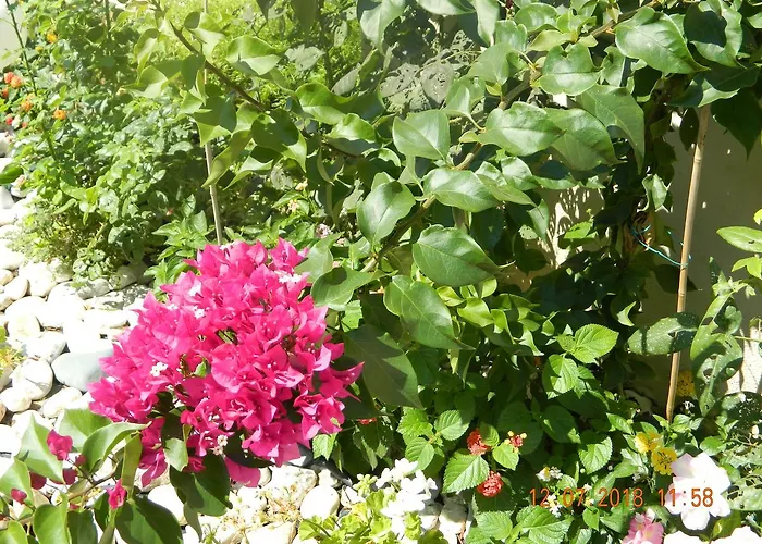 Amari Aparthotel Metamorfosi (Sithonia)